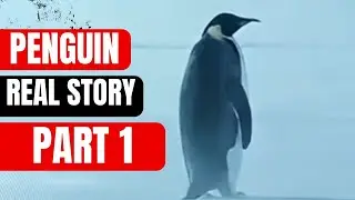 Penguin Headed For The Mountains | The Real Story Behind the Viral Penguin Video | 2007 Antarctica