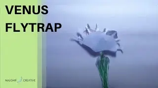 Venus flytrap: tanaman terunik didunia | Creative Sci-Stopmotion