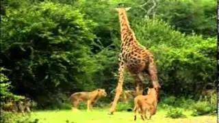 Lions hunt and kill a giraffe