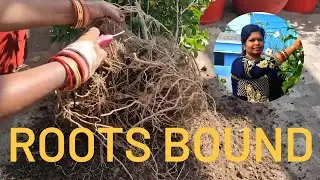 गुड़हल के पुराने पौधे को वापस गमले में कैसे लगाएं / How to report old Hibiscus plant / Root Bound