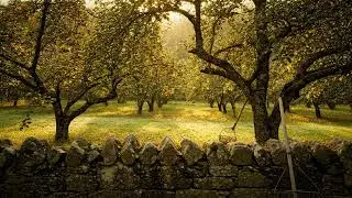 Meditation with Serene Medieval Instrumental | 1 Hour 🎧