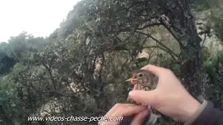 Grive, chasse &agrave; la glu
