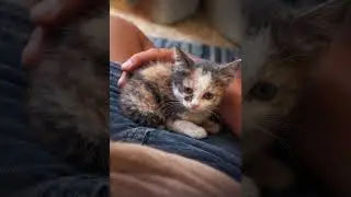 NYX - MINNI