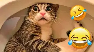 Funniest 2026😹Cats and 🥒 Cucumbers - Awesome Funny Pet Videos 😋😻
