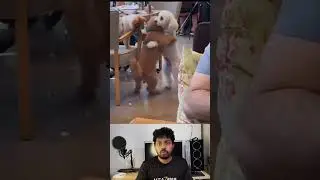 Touching Dog Reunion! #shorts #entertainment