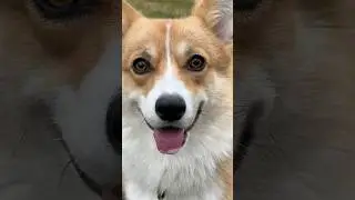 😻🥰❤️❤️#funnyshorts #corgi #viralvideo #viralshorts #viral #funnydogs #funnyanimals #funnycorgis