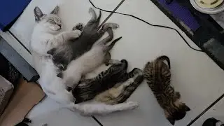 Mom Patiently Waits For Each Kitten To Arrive To Eat 💕