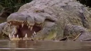 the monster gustave giant crocodile. Cocodrilo gigante