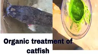 Organic treatment of catfish| How to treat catfish diseases