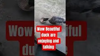 wow Beautiful duck are enjoying And talking #viral #short #vdeo #love #viralshort 🐵👌