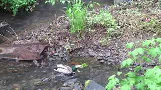 Male and Female Mallards in Balch Creek