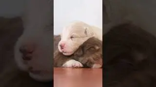 Coltriever- 2 weeks old #goldenbreed #puppy #lovegoldens #coltriever #dog