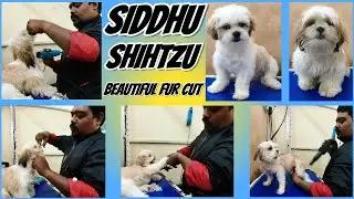 SIDDHU SHIHTZU PUPPY CUTE HAIR CUT AND BATH FUR MAINTENANCE AT PET SPA SIVAKASI //DOG GROOMING TAMIL