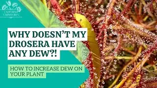 Why is my sundew not sticky? How to increase dew!
