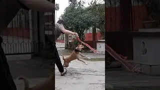 PLAYFUL LEO SLOW MO SHOT
