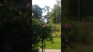 відеоА359молитва воїна добра115the prayer of a good warrior #nature #naturehumor #humour #107 #love