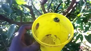 HOW TO TRAP PESTsON CROPS: PROFITABLE AVOCADO 🥑 FARMING BUSINESS 🥑|| village Farming Channel 