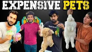 Top Pakistani Pets Vloggers | Top 5 Pakistani Youtubers #vlog #pets #youtuber