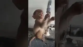 🤣🤣monkey smile funny videos status video 😂#shorts #youtubeshorts #viralvideo #funny #video