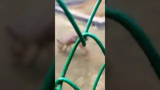 #shorts #viral #safarishorts
