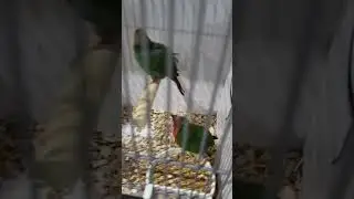 Small budgies #birdsmarket