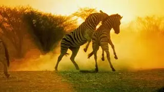Animals Video | Animals For Kids | Animal 4K | Animals 4K | Animal planet for Kids | Baby Animals 4K