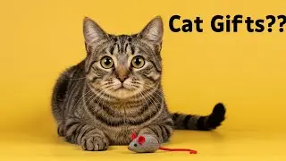 What It Really Means When Your Cat Brings You &ldquo;Gifts&rdquo;