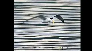 Jeffini Photography - Little Tern by Jef Choo