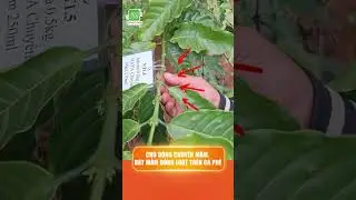 EXPERIMENTAL RESULTS ON COFFEE FLOWER BUDDING
