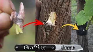 Easy Way to Bud Grape Vines   Grafting a New Variety and Transplanting