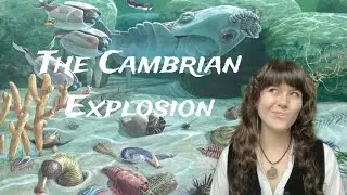 The Cambrian Explosion