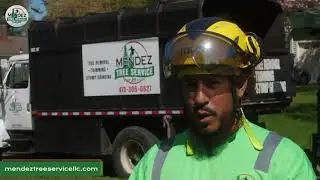Mendez Tree Service Springfield Massachusetts 01109