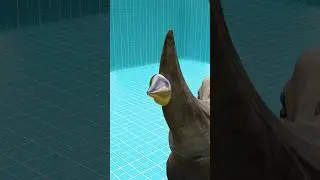 Bullet Vs Rhino's Horn