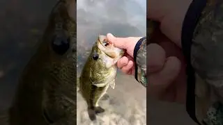He did a little dance at the end #bassfishing #fishing #bassfish