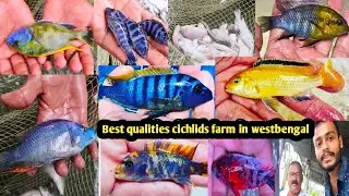 Malawi cichlids fish farm with price | ornamental fish farming🔥 | Fish | Cichlid fish breeding farm