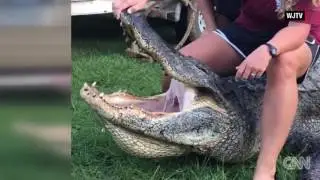 Woman catches record breaking alligator