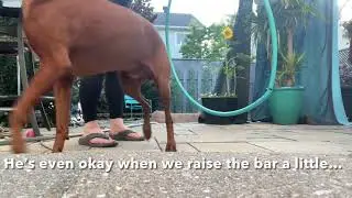Training a Sensitive Dog