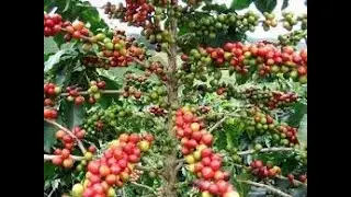 Biomix y sulfato de amonio vs Yara complex al final tu escoger&aacute;s lo mas rentable para tu finca.