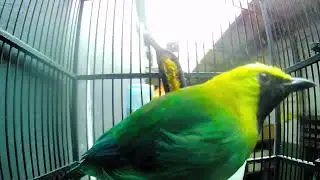 015 Enchanting Sounds Tropical Bird Calls to Relax branch throated magpie   cucak ranting