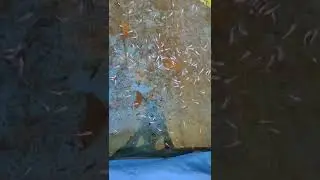 My Betta Fry Pond