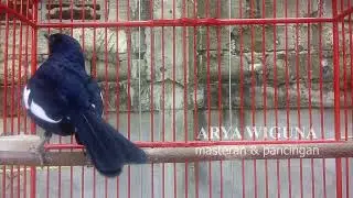 KACER Siap TARUNG Diterapi MENTAL, Menggunakan Suara KACER TARUNG EMOSI