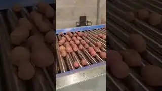Potato Grading machine with bulk loader