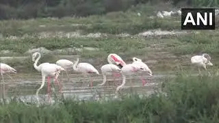 A large number of migratory Flamingo birds were seen in the coastal area of Thoothukudi.