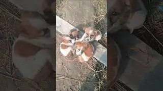 #trindin डॉग मस्ती इसब्यूटीफुल #trindin short video #puppy beautiful dog 🐕