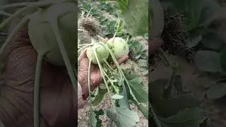 I harvested vegetables from the garden #care #garden #vegetables#youtubeshorts
