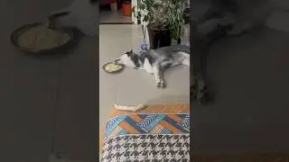 What it's like to own a husky😅 Husky are the Queen of Drama🤣 #siberianhusky #husky #huskydog