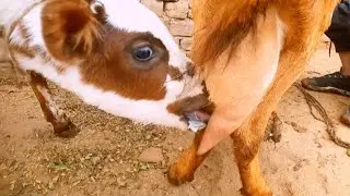 Goat Milk Drinking Video 😋
