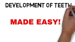 Development of Tooth | Part-1 | Bud Stage | Oral Biology