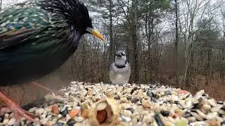 Blue Jay is offended by European Starling