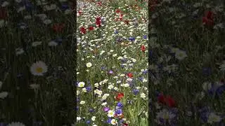Beautiful Wild Flowers